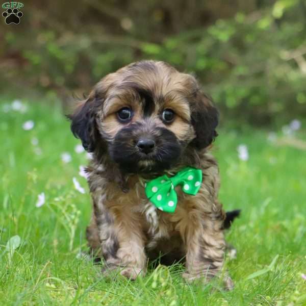 Clemon, Dachshund Mix Puppy